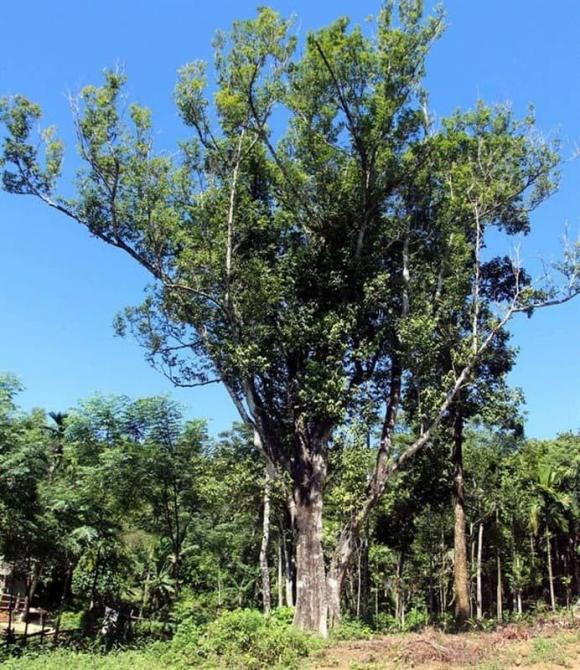 trầm hương, giá trầm hương, kiến thức 
