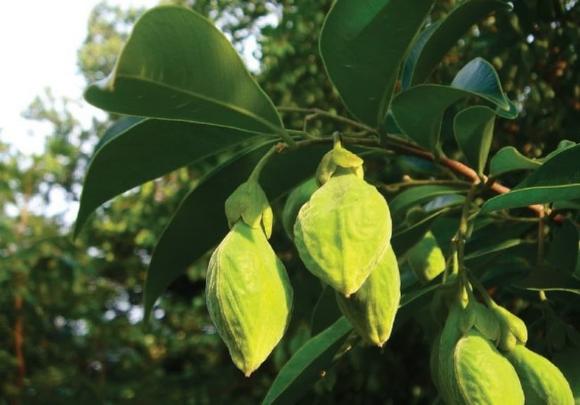 trầm hương, giá trầm hương, kiến thức 