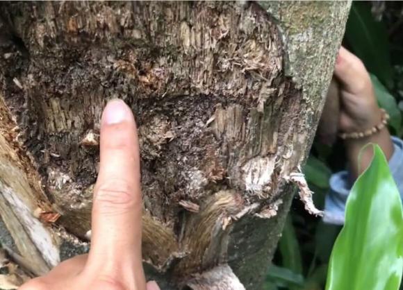 trầm hương, giá trầm hương, kiến thức 