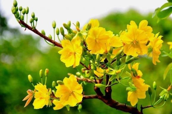 Hoa chưng lên bàn thờ cực hút tài lộc, hoa thắp hương