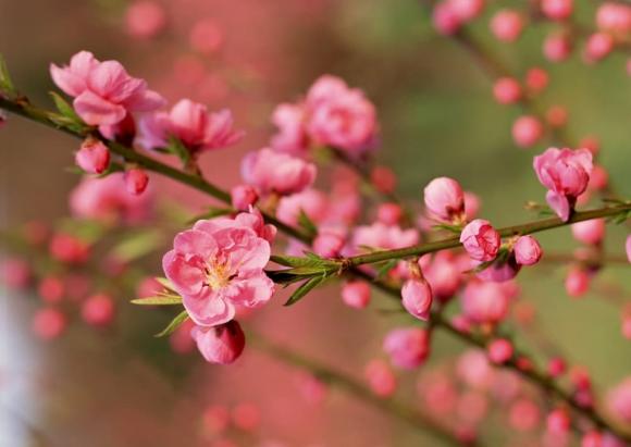 Hoa chưng lên bàn thờ cực hút tài lộc, hoa thắp hương