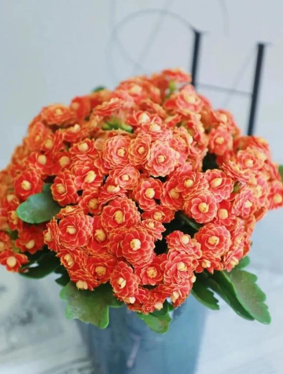người lớn tuổi trồng hoa gì, trồng cây cảnh hợp phong thủy