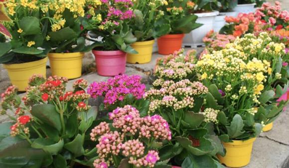 người lớn tuổi trồng hoa gì, trồng cây cảnh hợp phong thủy