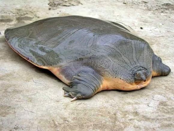 thủy quái xuất hiện ở Việt Nam, Quái vật hồ Ba Bể, Con giải rùa mai mềm khổng lồ
