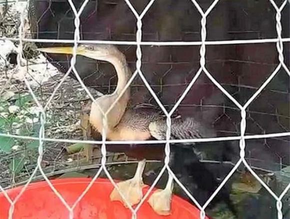 Thạch sùng khổng lồ, Chim cổ rắn, Rùa cá sấu, Quái chim khổng lồ, Trăn hai đầu, Chim mặt khỉ, Lươn hóa rồng, Heo con giống trẻ sơ sinh