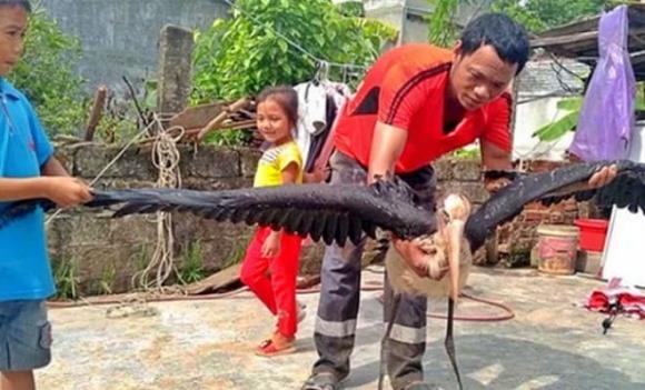Thạch sùng khổng lồ, Chim cổ rắn, Rùa cá sấu, Quái chim khổng lồ, Trăn hai đầu, Chim mặt khỉ, Lươn hóa rồng, Heo con giống trẻ sơ sinh