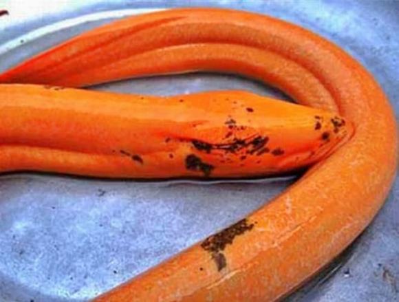 Thạch sùng khổng lồ, Chim cổ rắn, Rùa cá sấu, Quái chim khổng lồ, Trăn hai đầu, Chim mặt khỉ, Lươn hóa rồng, Heo con giống trẻ sơ sinh