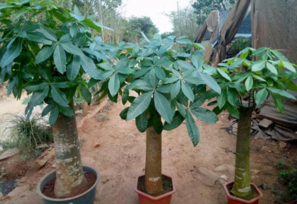 chọn cây cảnh chơi Tết 2025, kinh nghiệm chọn cây cảnh, hoa tết