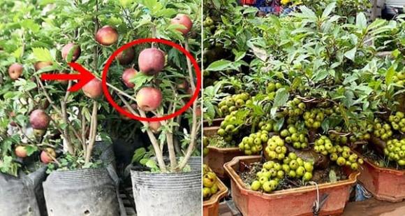 chọn cây cảnh chơi Tết 2025, kinh nghiệm chọn cây cảnh, hoa tết