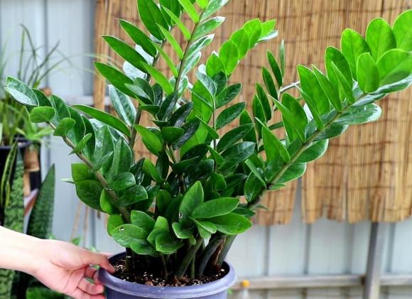 chọn cây cảnh chơi Tết 2025, kinh nghiệm chọn cây cảnh, hoa tết