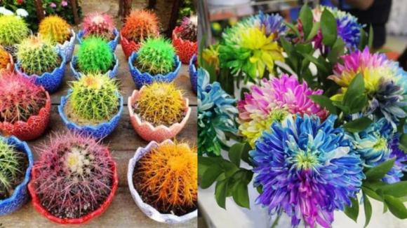 Mẹo mua cây cảnh