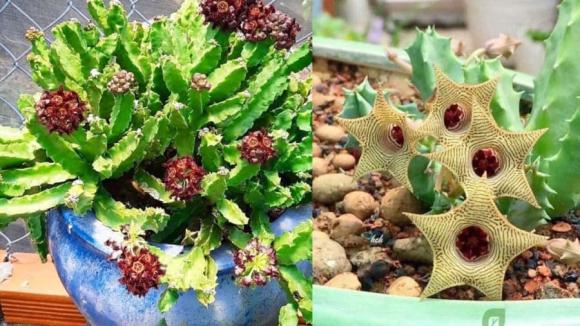 Mẹo mua cây cảnh