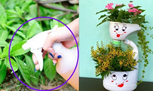 cây kim ngân, cây hạnh phúc, cây phong thủy tốt