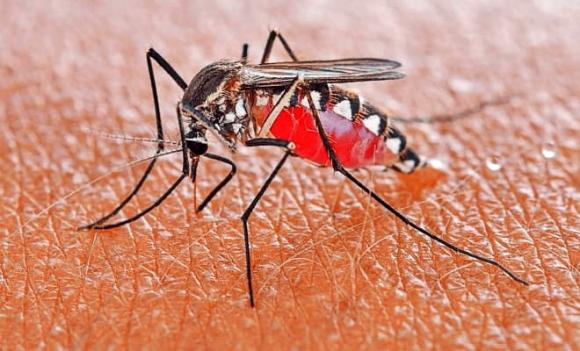 muỗi, côn trùng, bọ hai cánh, loài vật gây tử vong nhiều nhất