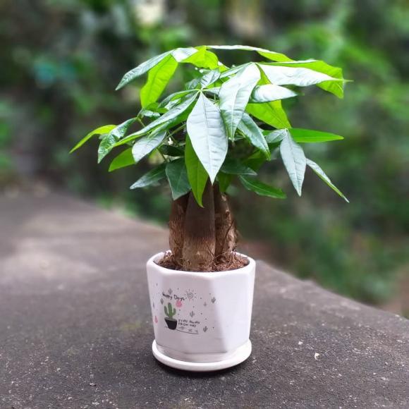cây kim ngân, cây hạnh phúc, cây phong thủy tốt