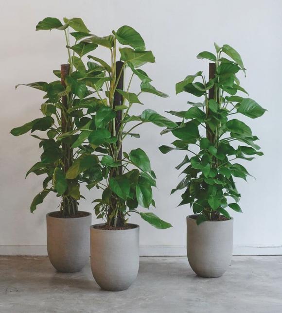 cây kim ngân, cây hạnh phúc, cây phong thủy tốt