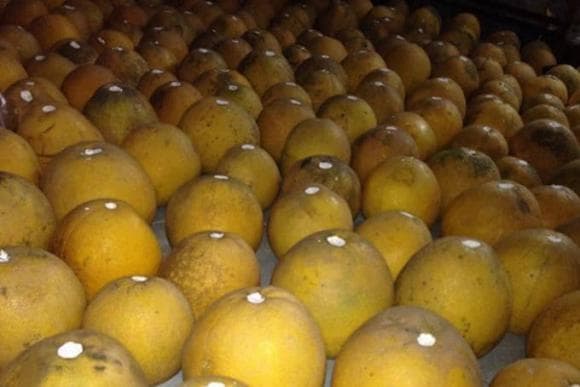 bảo quản bưởi diễn, chọn bưởi ngon