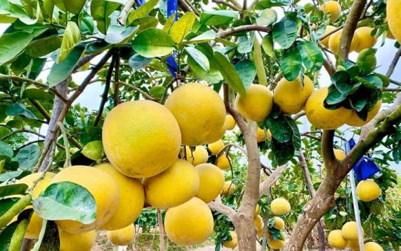 bảo quản bưởi diễn, chọn bưởi ngon