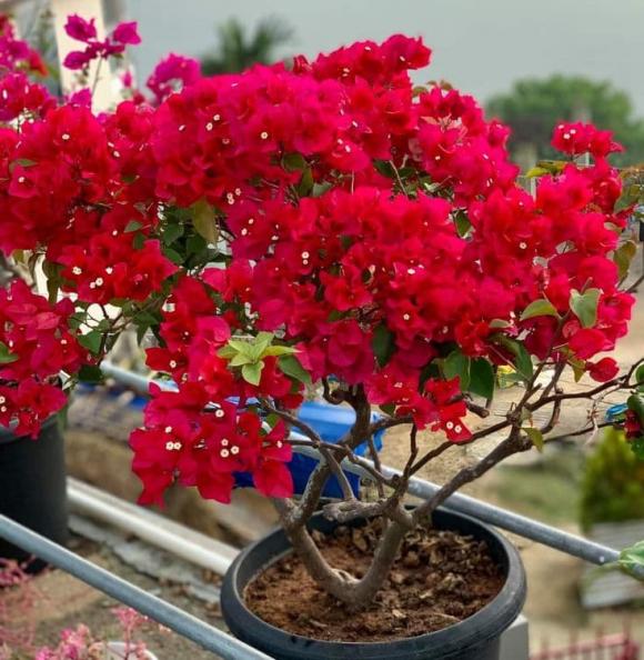 hoa giấy, trồng hoa giấy, kiến thức 