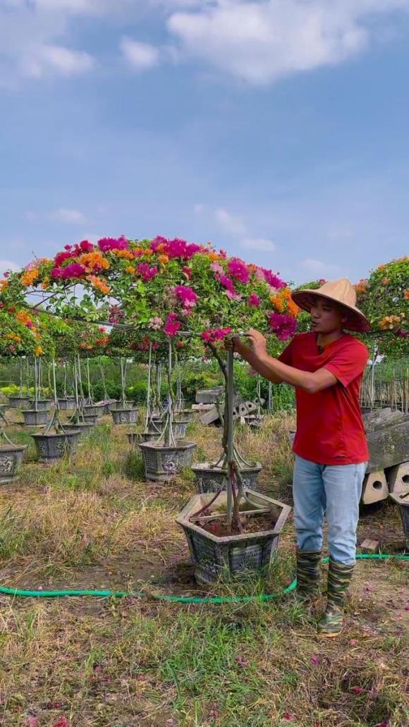 hoa giấy, trồng hoa giấy, kiến thức 