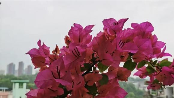 hoa giấy, cây cảnh