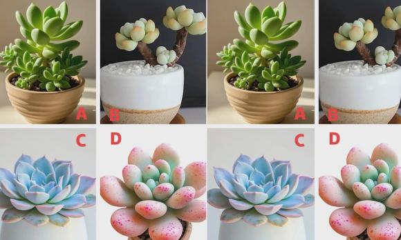 trứng vịt, vỏ xanh, vỏ trắng