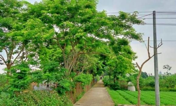 Rừng gỗ quý hơn vàng được trồng ở Hà Nội, vàng lộ thiên, gỗ quý