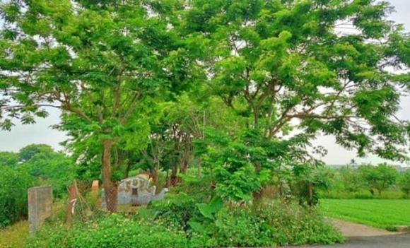 Rừng gỗ quý hơn vàng được trồng ở Hà Nội, vàng lộ thiên, gỗ quý