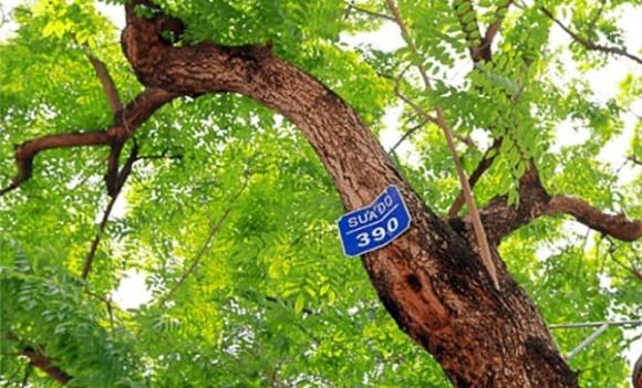 Rừng gỗ quý hơn vàng được trồng ở Hà Nội, vàng lộ thiên, gỗ quý