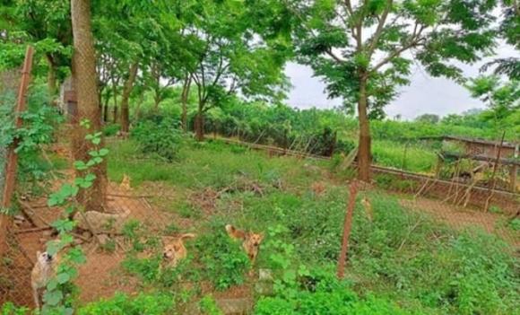 Rừng gỗ quý hơn vàng được trồng ở Hà Nội, vàng lộ thiên, gỗ quý