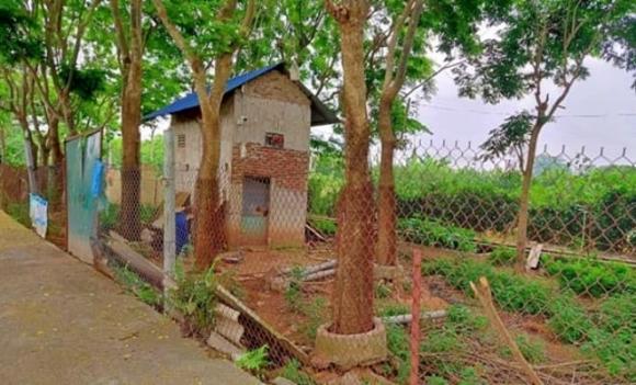 Rừng gỗ quý hơn vàng được trồng ở Hà Nội, vàng lộ thiên, gỗ quý