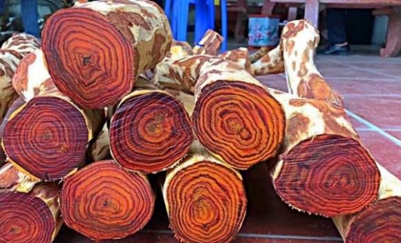 Rừng gỗ quý hơn vàng được trồng ở Hà Nội, vàng lộ thiên, gỗ quý