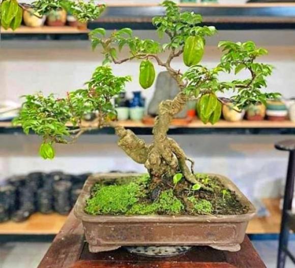 cây khế, phong thuỷ