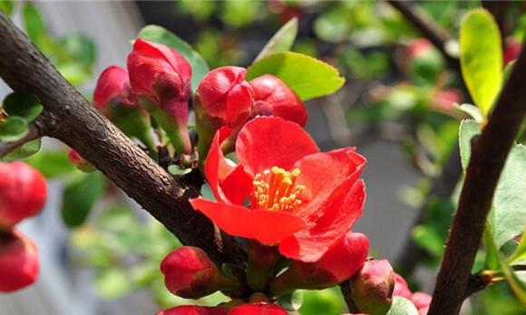 trứng vịt, vỏ xanh, vỏ trắng