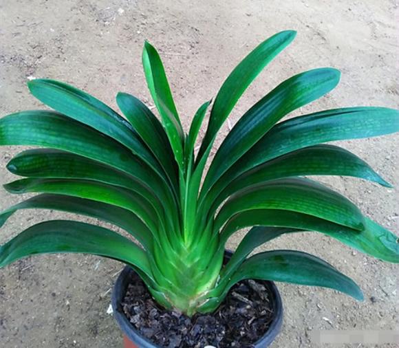trồng lan, cây cảnh