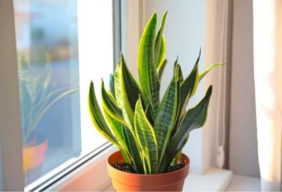 cây cảnh phong thủy, cây cảnh phù hợp với từng mệnh