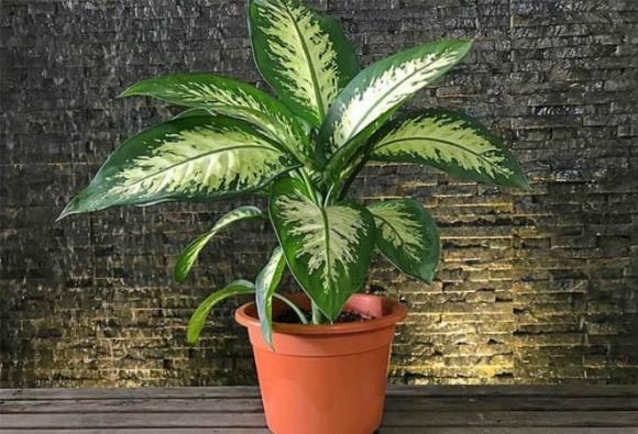 cây cảnh phong thủy, cây cảnh phù hợp với từng mệnh