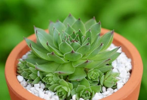 cây cảnh phong thủy, cây cảnh phù hợp với từng mệnh