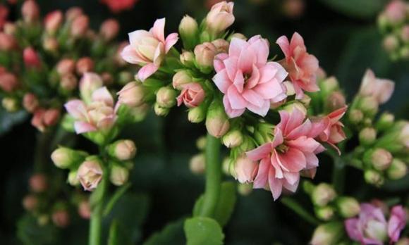  viếng mộ, tảo mộ, 70 tuổi