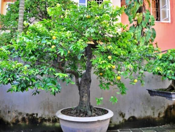 cây cảnh, cây bonsai, giá trị cây bonsai