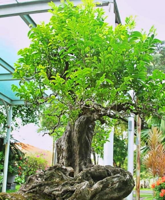 cây cảnh, cây bonsai, giá trị cây bonsai