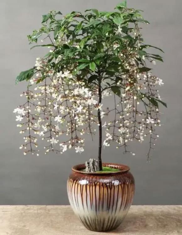 cây dạ ngọc minh châu, trồng hoa, trồng cây