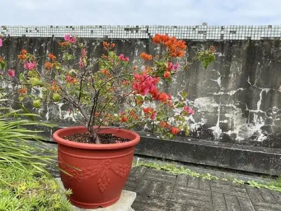 hoa giấy, cây cảnh