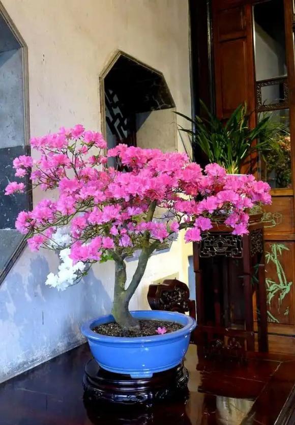 hoa giấy, cây cảnh