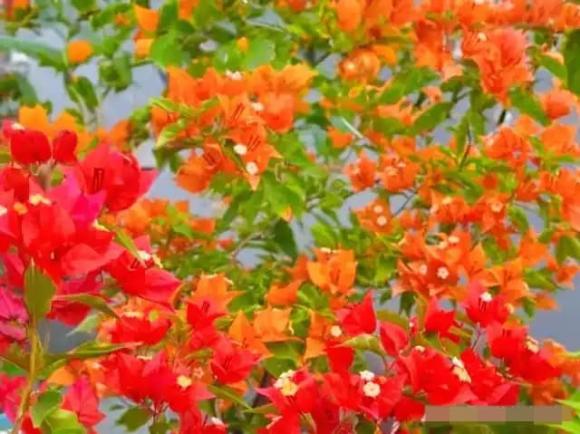 hoa giấy, cây cảnh