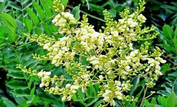 cây phong thuỷ, đừng chặt 4 loại cây phong thuỷ này