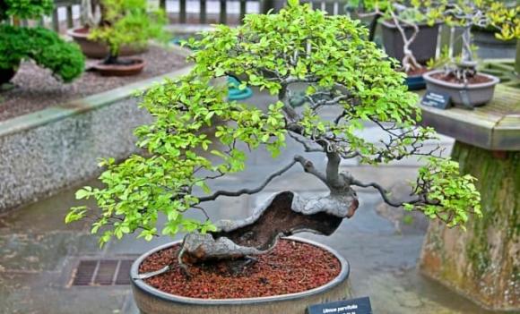 cây phong thuỷ, đừng chặt 4 loại cây phong thuỷ này