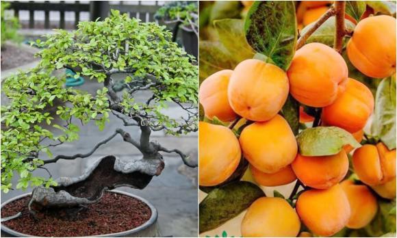 tôm, làm sạch tôm, mẹo hay