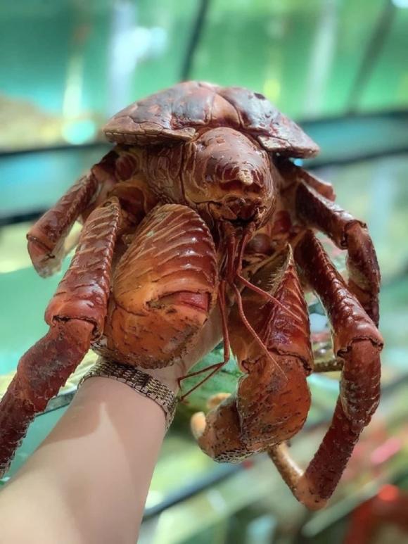 Cua dừa