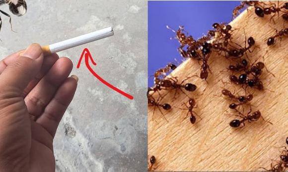 rã đông, rã đông thịt gà, kiến thức 